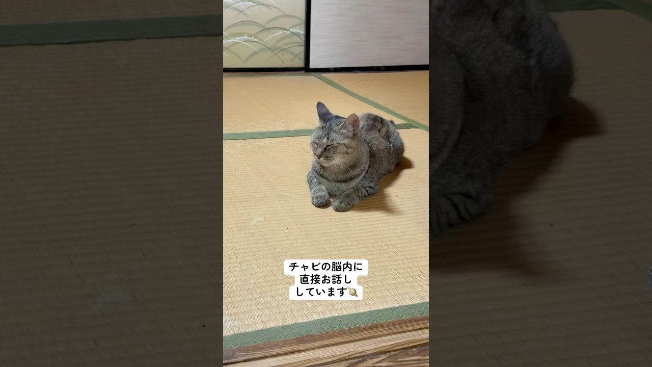 チャビがミケとケンカしていたので、お話しさせて頂きました🐱 