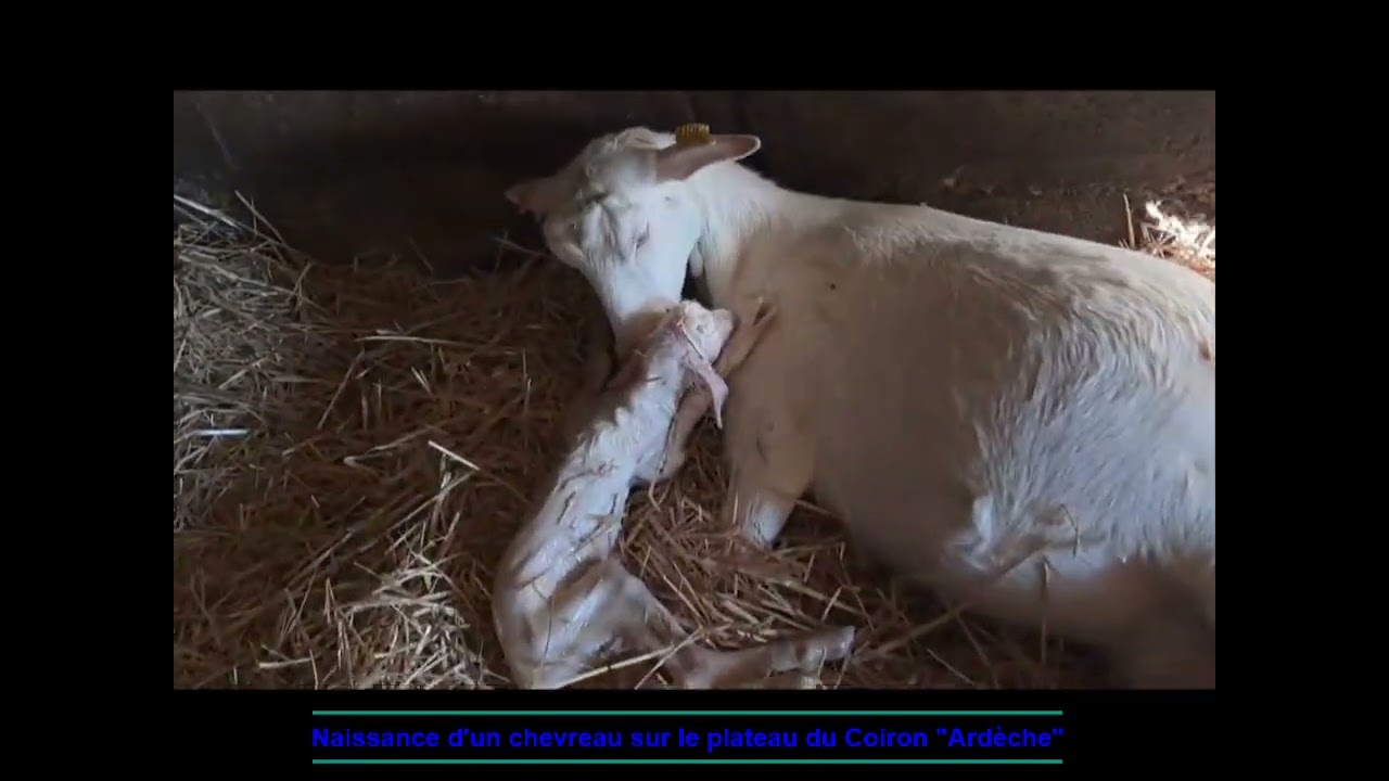BIQUETTE EN DETRESSE  !!                                                    ACCOUCHEMENT DIFFICILE
