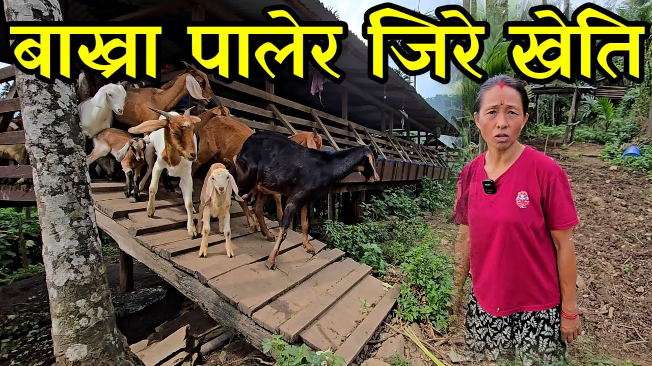 बाख्रा,रांगा पालेर जिरे खेती गर्ने राइनी दिदी,सुपारि खेति गरेर लाखौ कमाउदै village farming