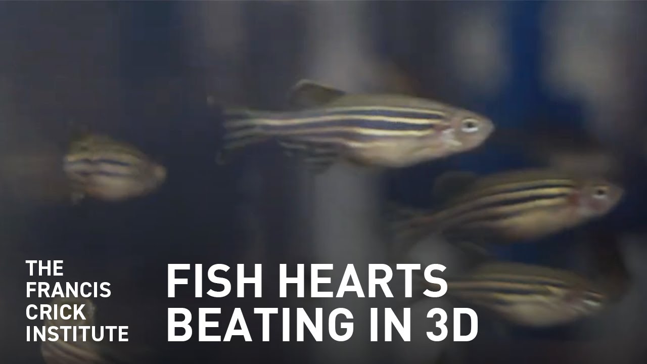 Studying Beating Fish Hearts in 3D