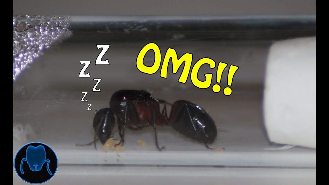 How to Hibernate your Ants | Ant Care Tutorial #1