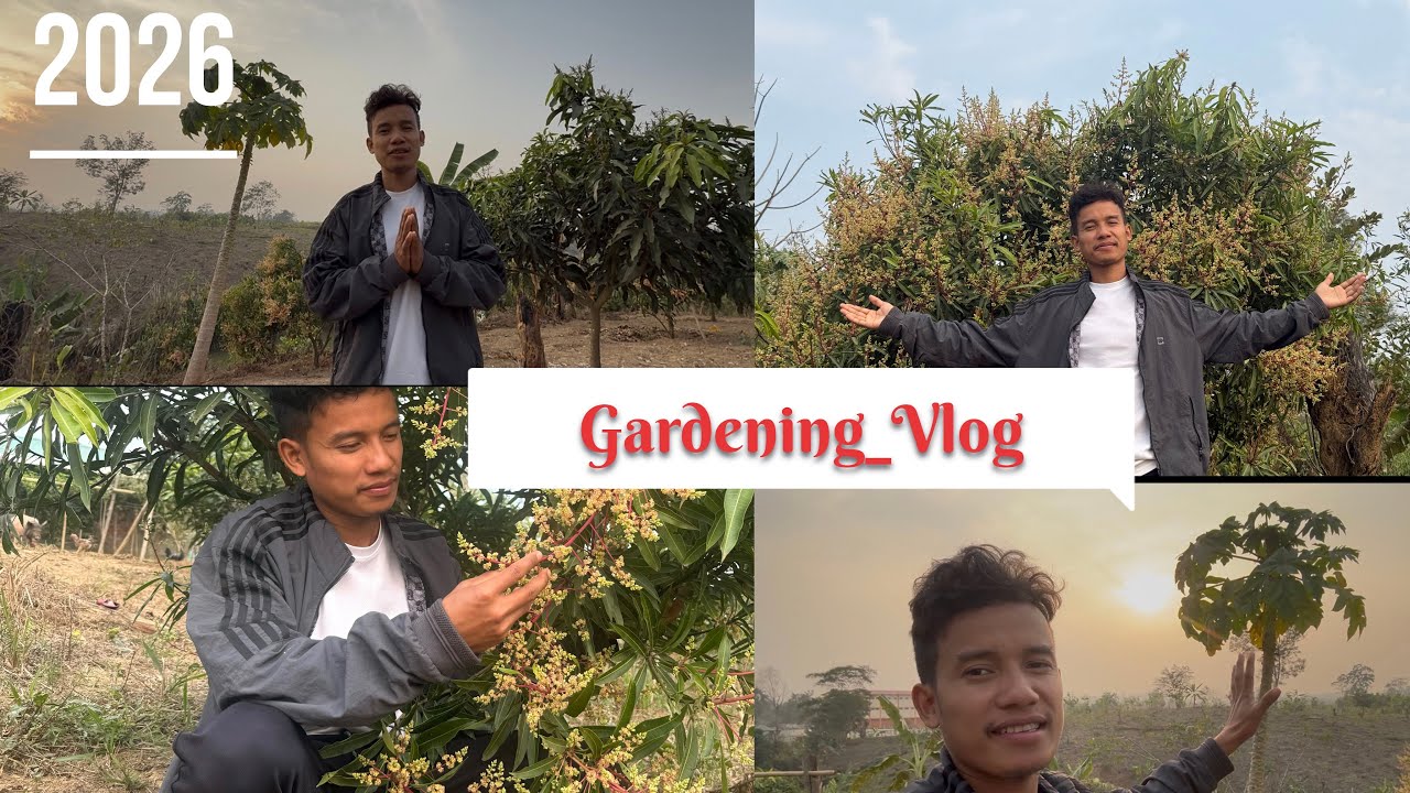 My First Mango Season_Vlog @Hiresh_Reang_official 
