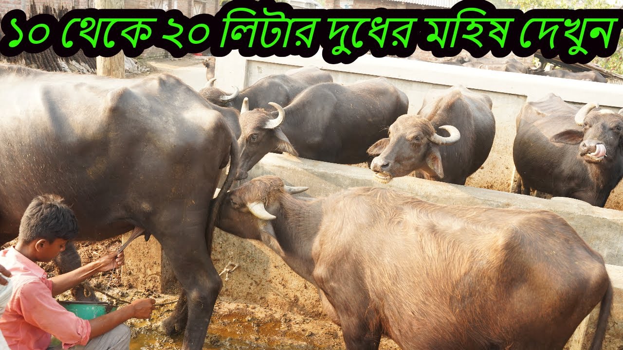 ১০ থেকে ২০ লিটার দুধের মহিষ দেখুন | দুধের মহিষের দাম | মহিষের খামার | মুররাহ জাতের মহিষ
