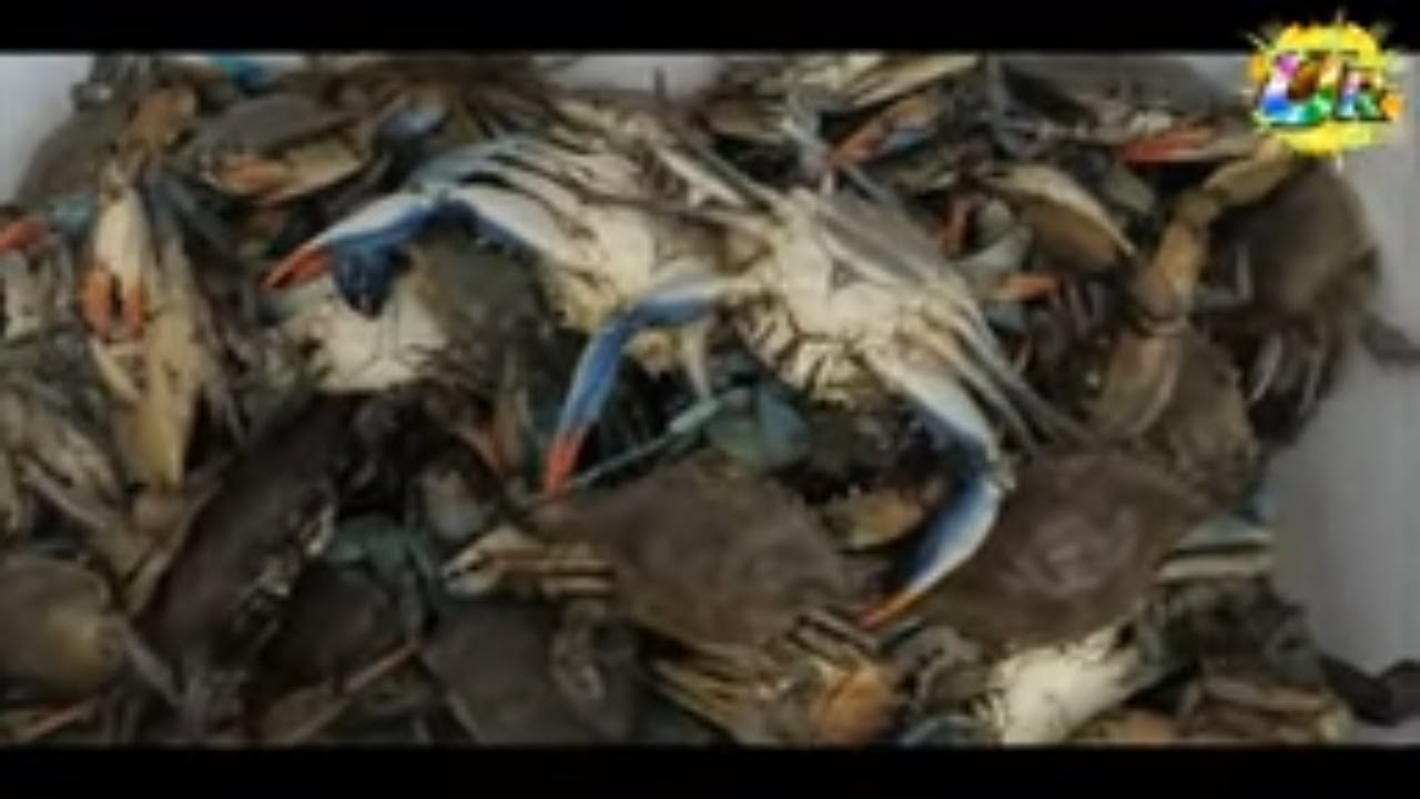 🇲🇪 MONTENEGRO 2021🐠Amazing Street Sea Fish Food and 🍓🍉🍊🍇Fruit Bazar in BAR - Montenegro