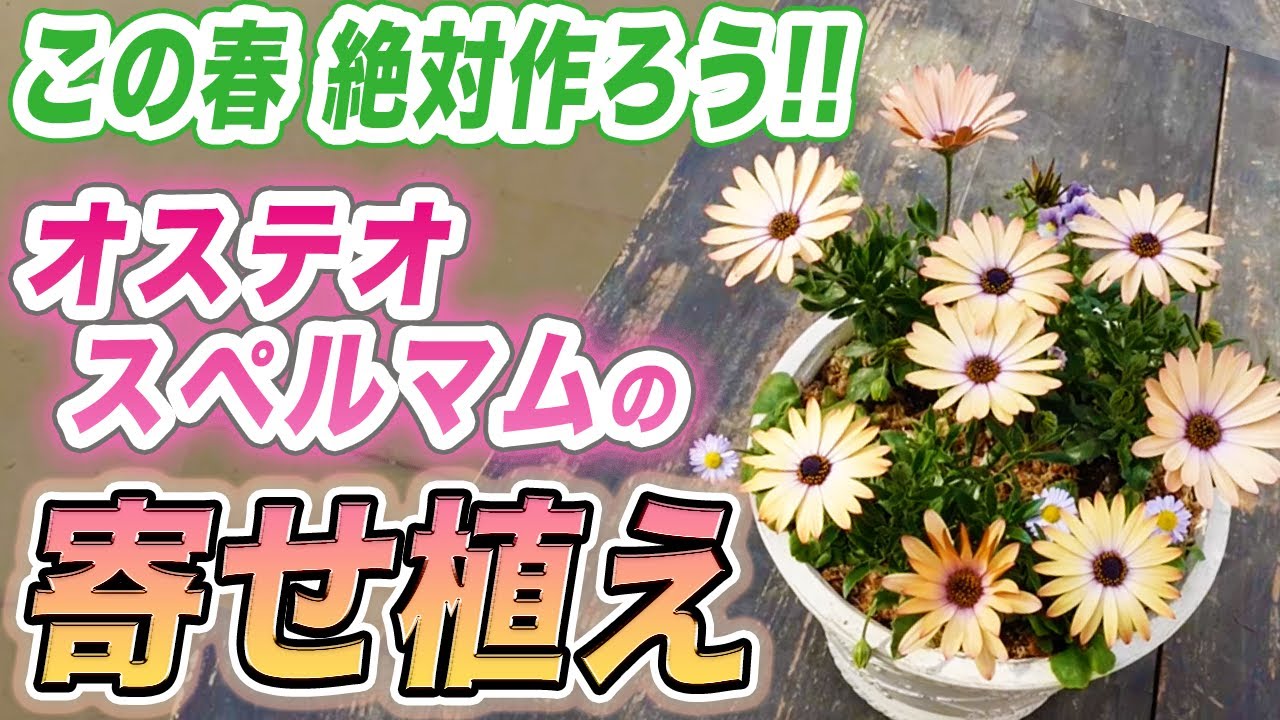 【早春の寄せ植え】オステオスペルマムを使った可愛くてオシャレな寄せ植え作りました♪【初心者向け】【ガーデニング】【園芸チャンネル】
