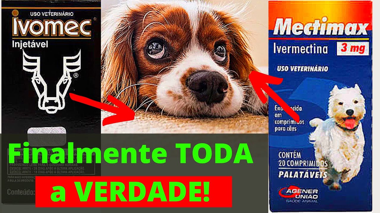[RESUMO] IVERMECTINA PARA CÃES - Benefícios para o Cachorro!