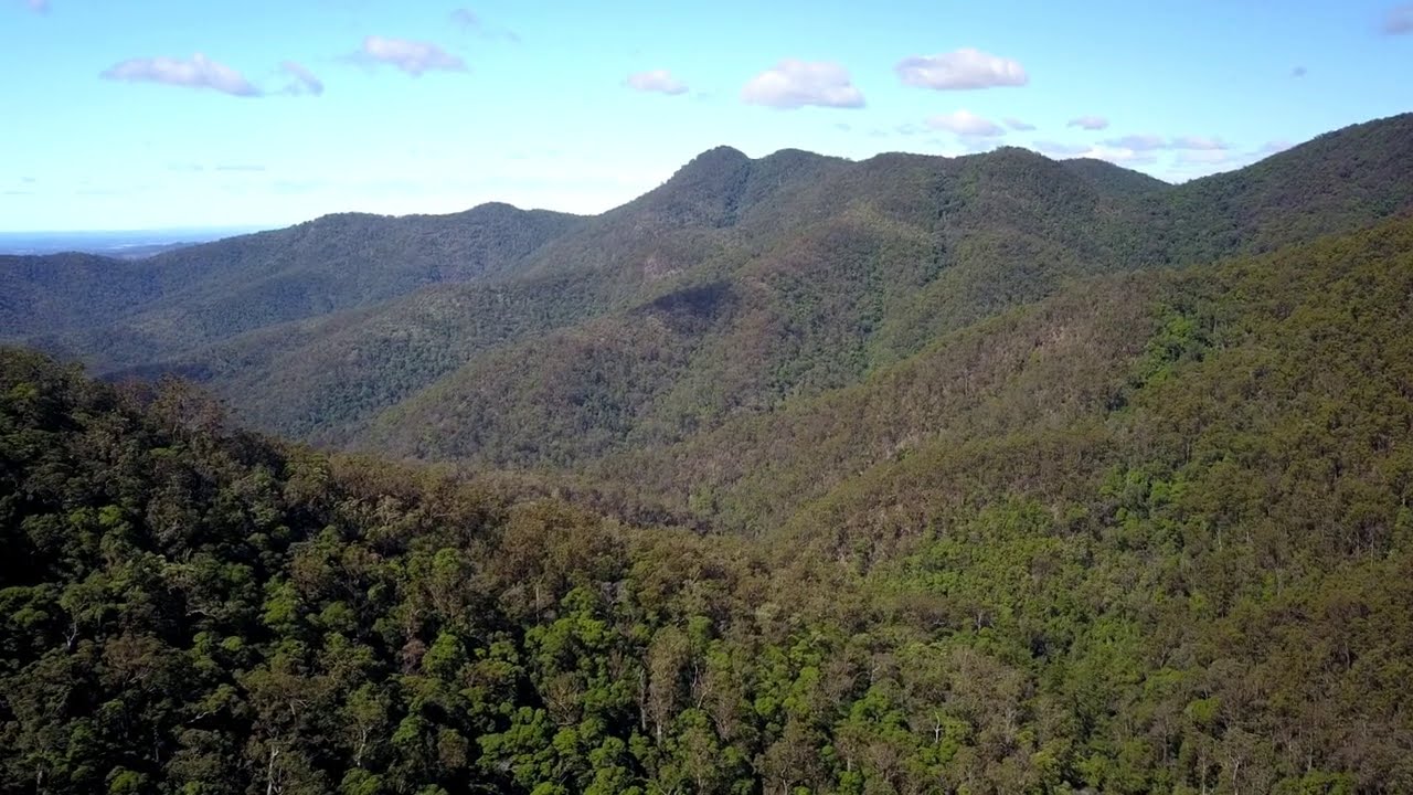 Lepidozamia fire trail drone flyover