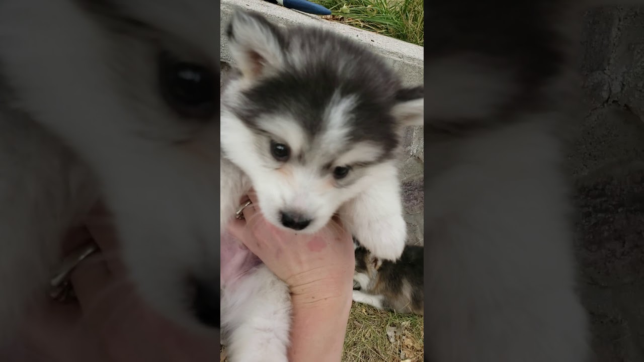 Micro Pomsky Puppies For Sale