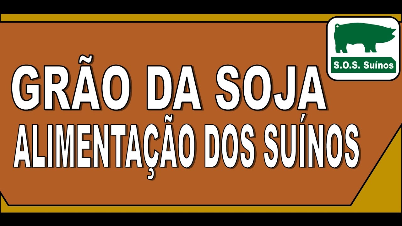 SUINOCULTURA: Uso Grão de Soja na alimentação dos SUÍNOS