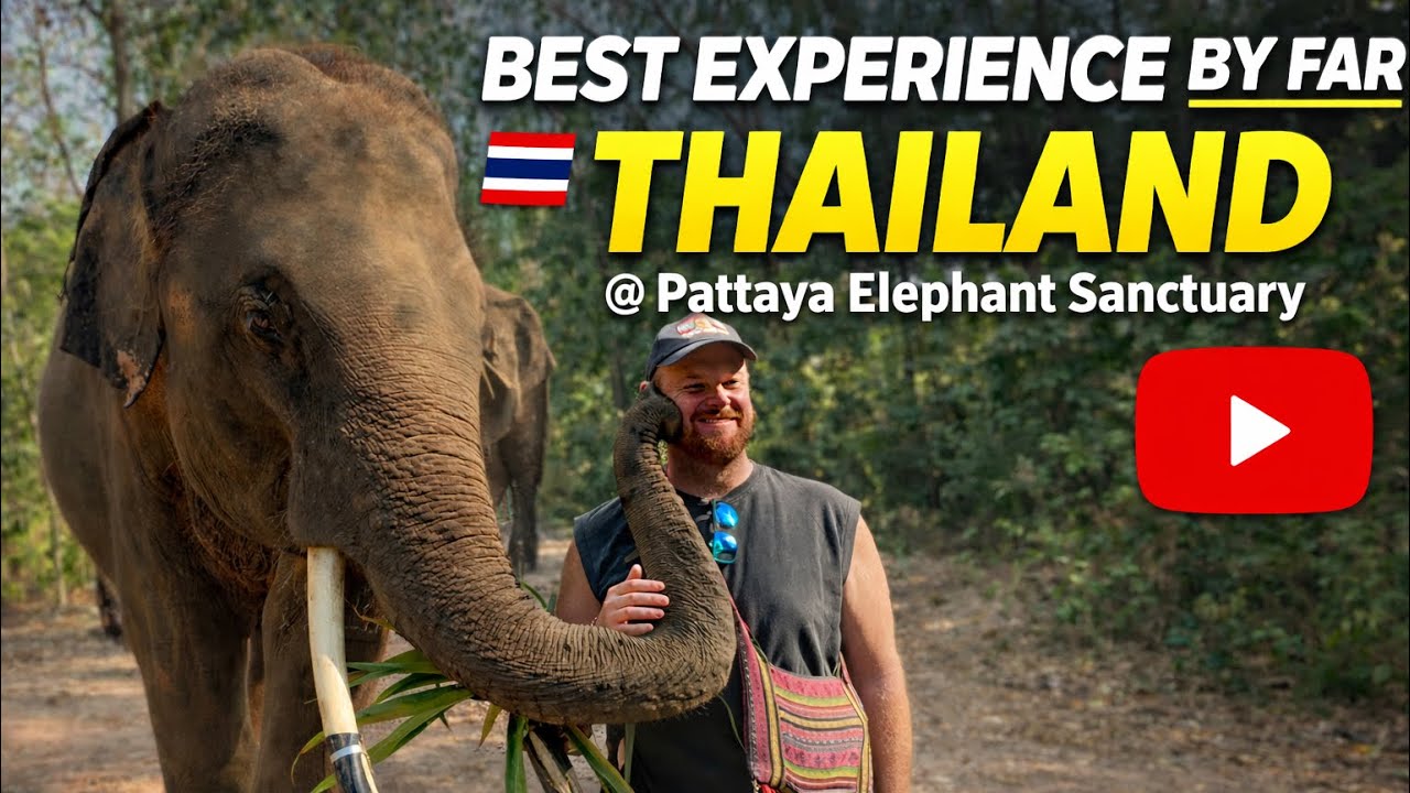 Pattaya Elephant Sanctuary best experience of the trip!