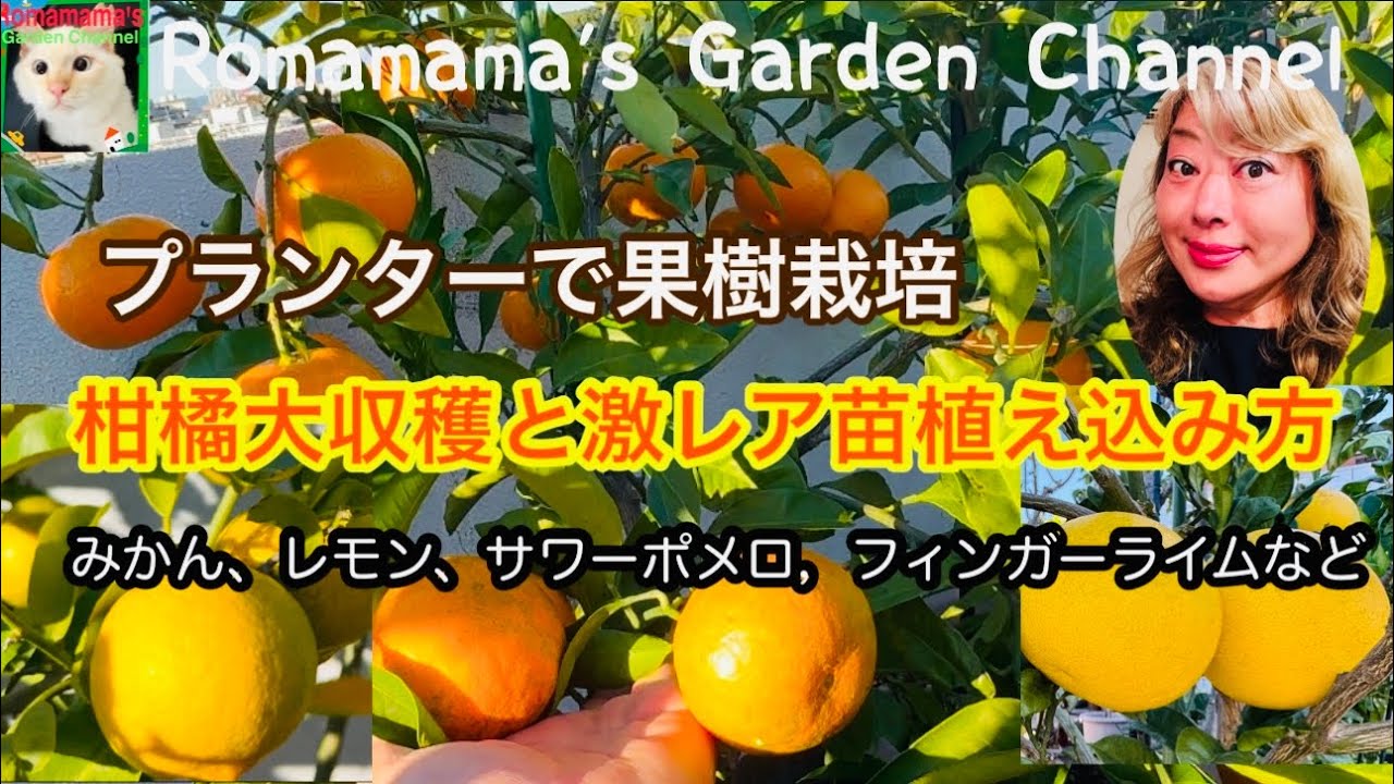 【プランターでみかん栽培】柑橘の収穫とレア柑橘4種の植え込み作業　#みかんの育て方　#レモン栽培
