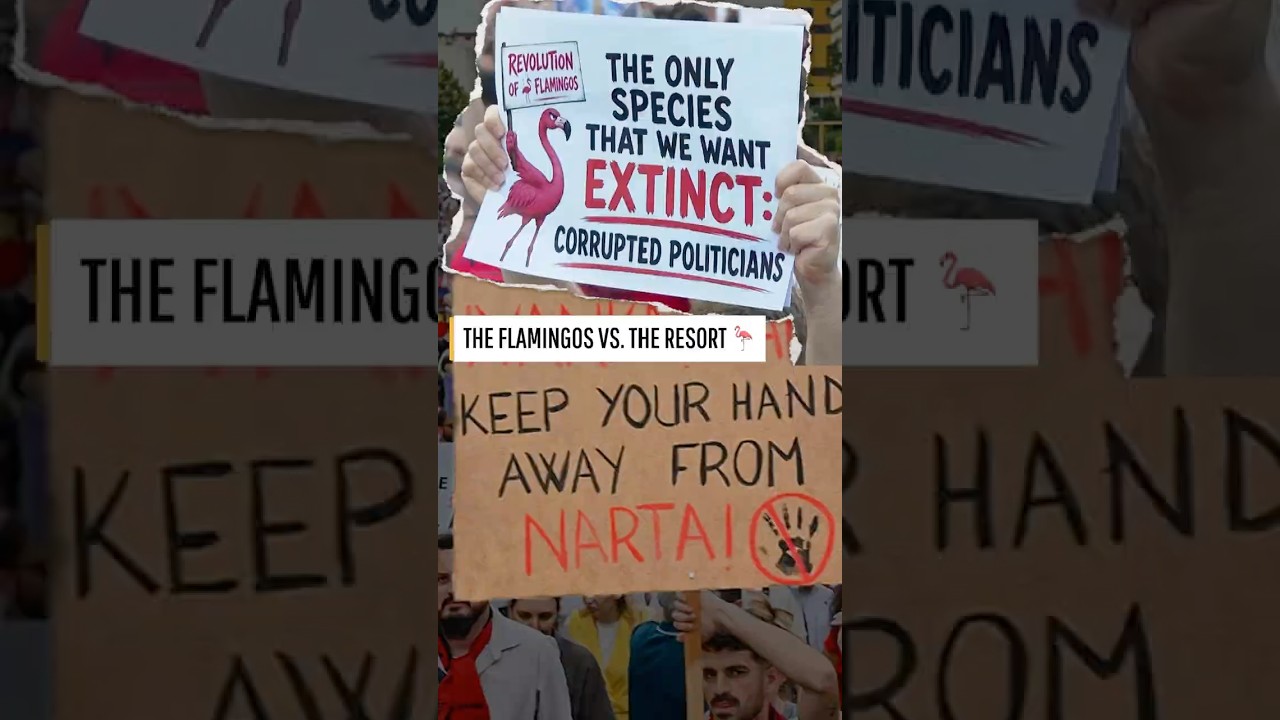 Can Albania's flamingos stop a $1.6 billion luxury resort? 🦩