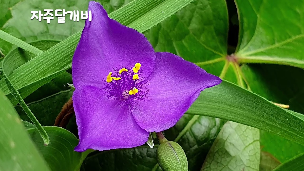 [47편 자주달개비] 방사선 노출 알아내는 지표식물 자주달개비, 세상에 첫선을 보이는 야생화이야기 47편 자주달개비
