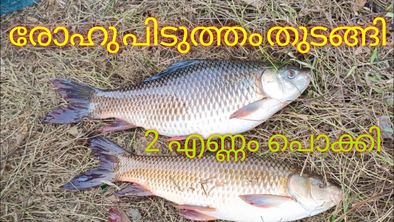 രോഹു പിടുത്തം തുടങ്ങി #fishingmalayalam #fishing #fishtrap #fish 