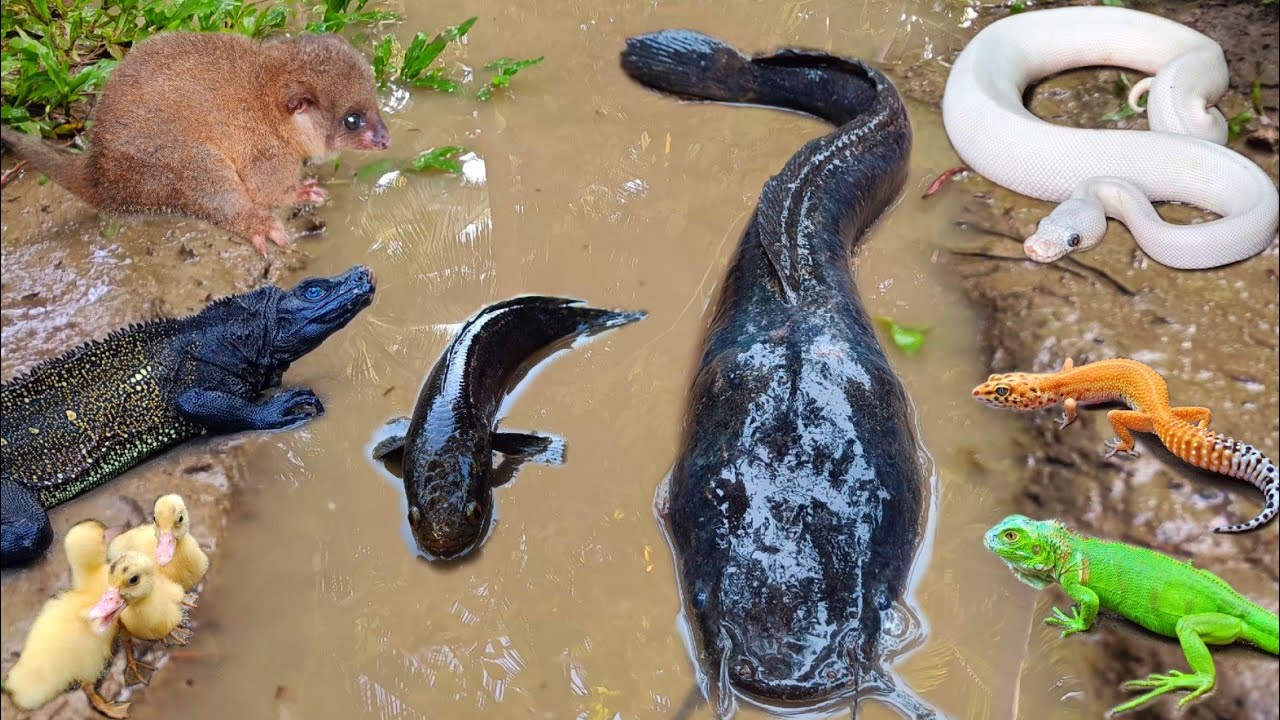 Seru! Mancing ikan lele besar dalam lubang ada banyak hewan seram seperti ular, buaya, ikan hias