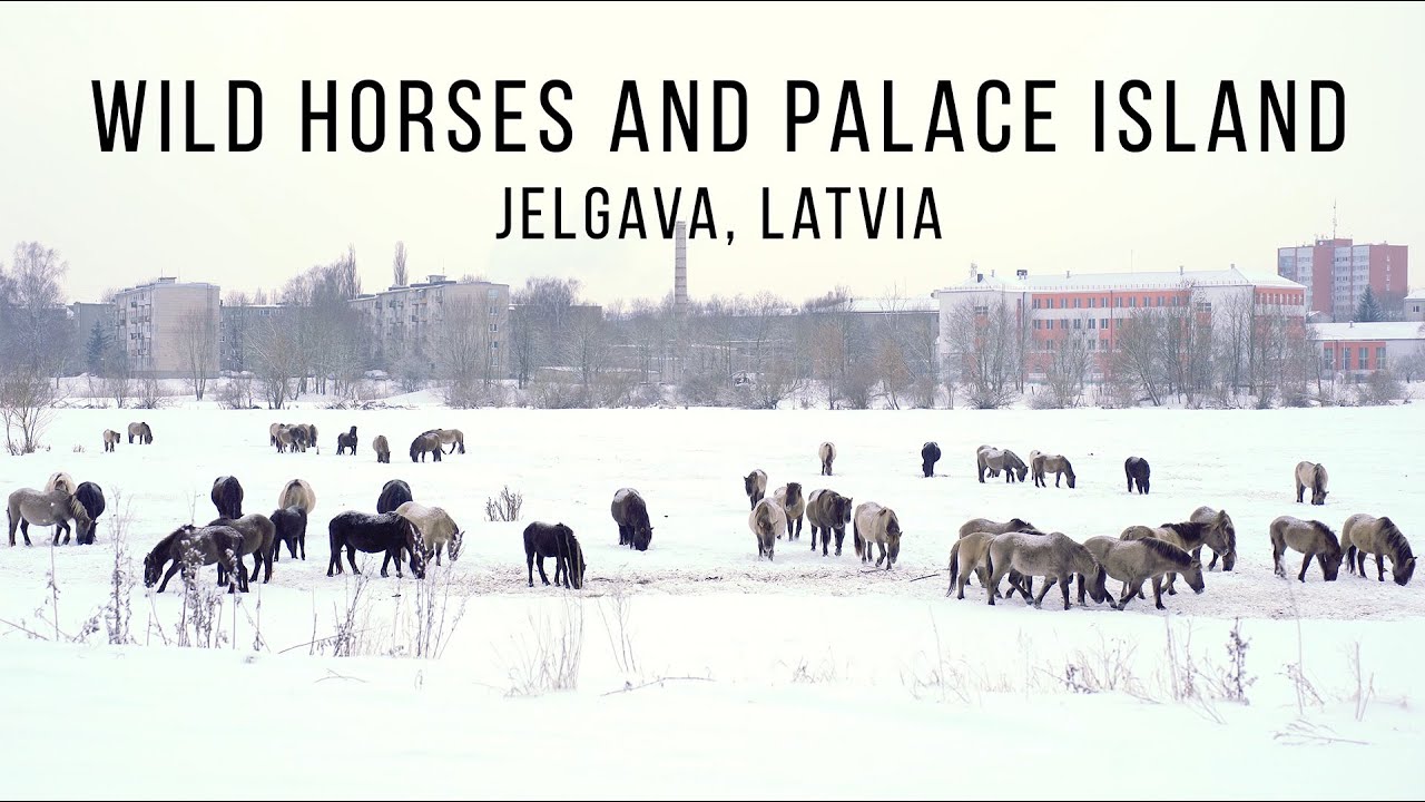 Finding Quiet❄️ Relaxing Virtual Winter Walk: Wild Horses in Snow | Jelgava, Latvia (No Talking, 4K)