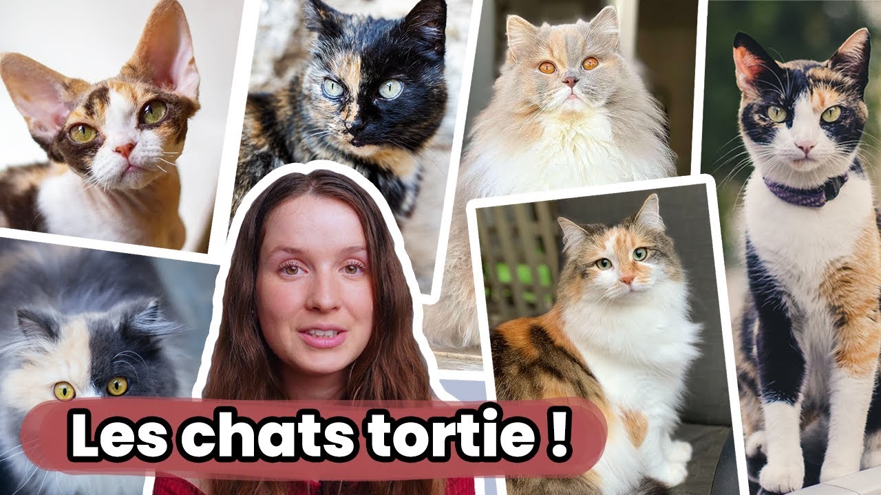La Génétique des Chats: Écailles de Tortue ou Tortie, Calico, Roux, Chimères...