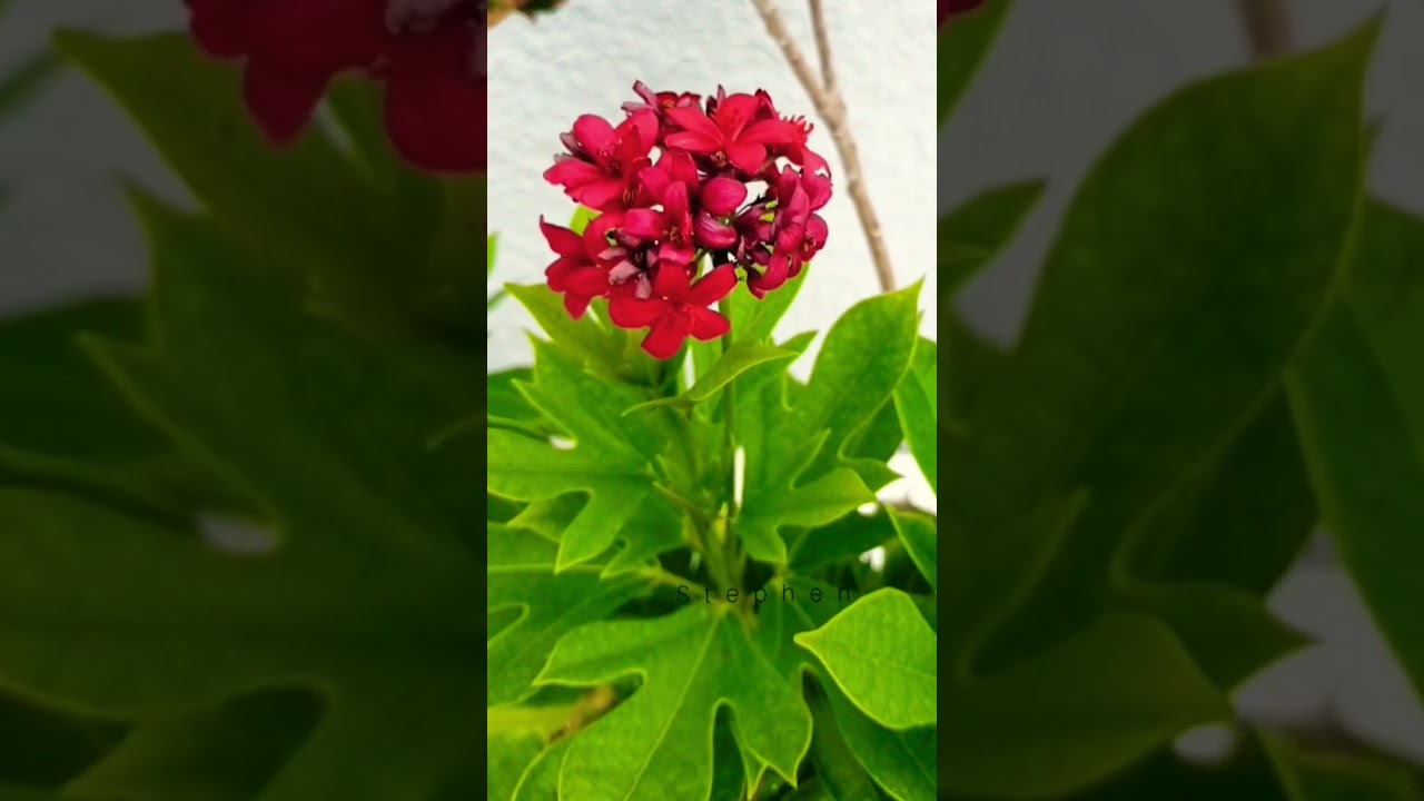Flower #slowmotion #slomo