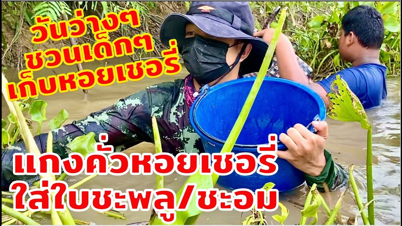 แกงคั่วหอยเชอรี่ใบชะพลู กับข้าวบ้านๆรสชาติอร่อยแบบลูกทุ่ง | สไตล์นายแทน