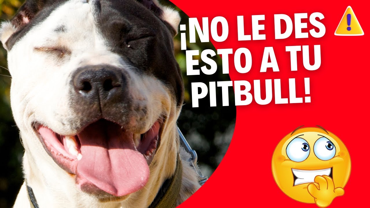 Comida Para Perros Pitbull 🍖🐶 | Secretos Para Que Vivan Más y Mejor 💪