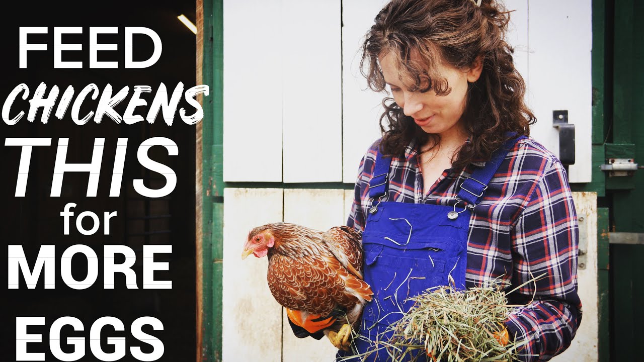 WHAT TO FEED CHICKENS for BEST PRODUCTION