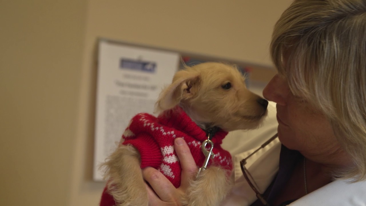 Creekside Animal Clinic -  Short | Norton, OH