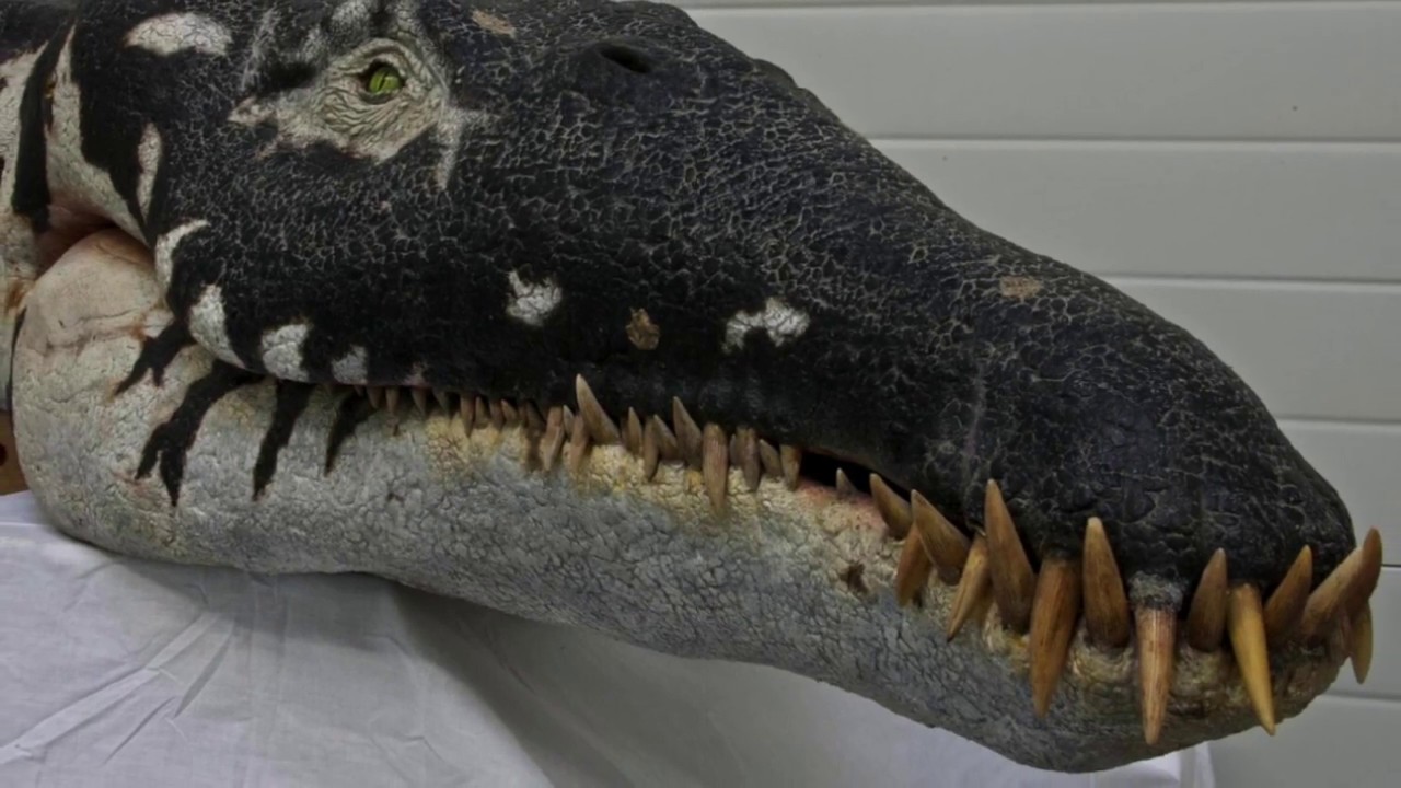 Paleo Log: Liopleurodon