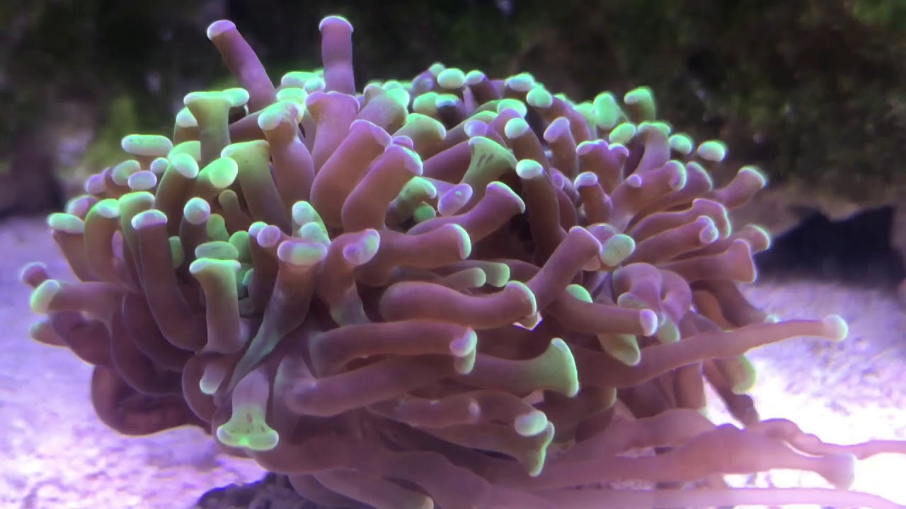 Phytoplankton dosing the M90
