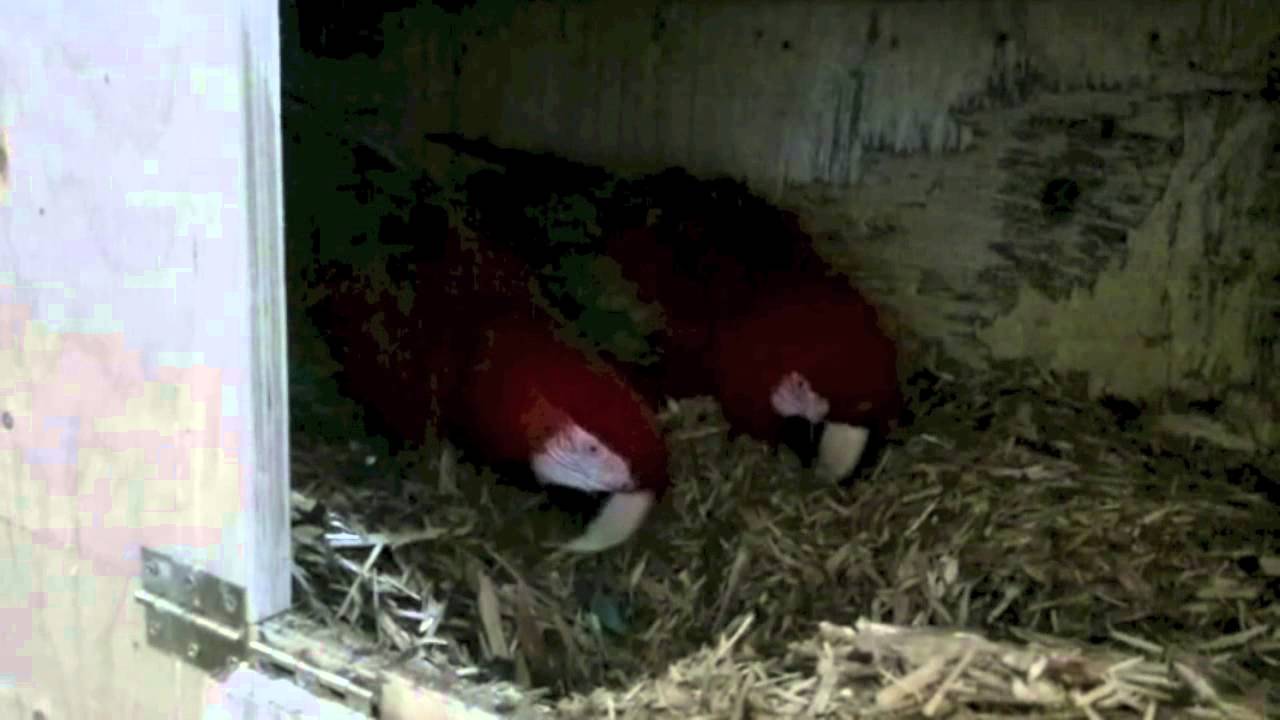 Premier Parrots - Greenwinged Macaw Pair AGWP1 (Breeding Mode)
