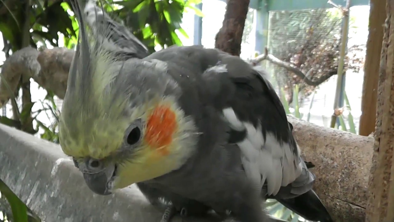 First Aviary Update of 2017