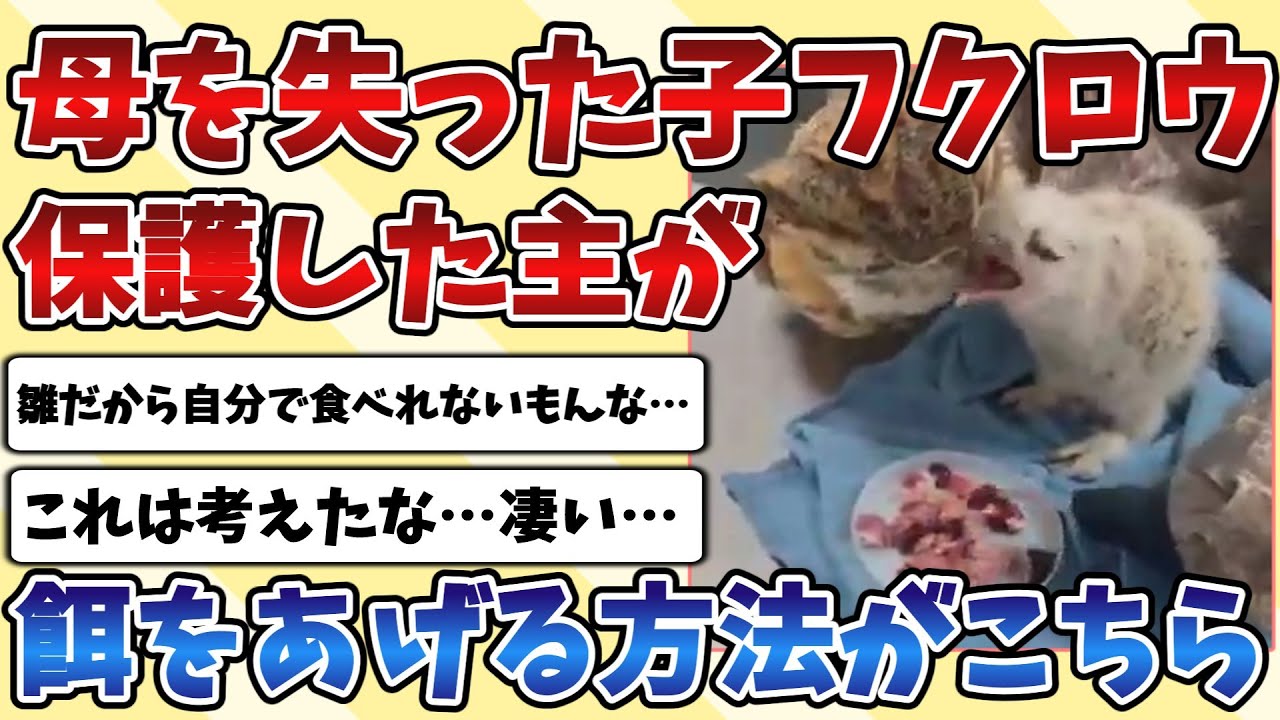 【2ch動物スレ】母を失って食事もできない赤ちゃん『フクロウ』を保護し、餌を与える方法を考えた結果が凄すぎる・・・
