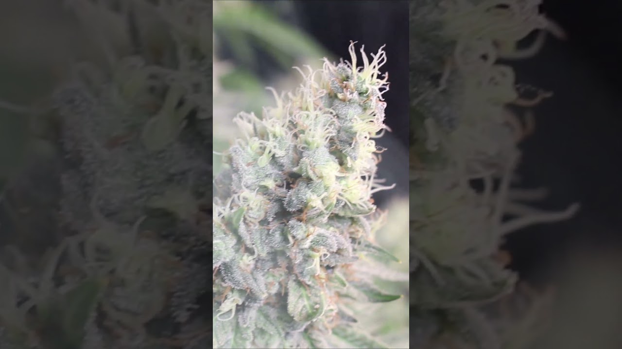 Chemdog D x Exodus Cheese DAY 70 Flower - Almost harvest day! CSI:HUMBOLDT
