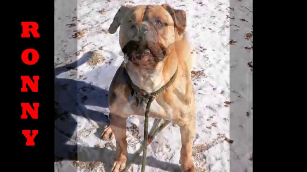 Ronny - Adopt This Hunk at ACCT Philly!