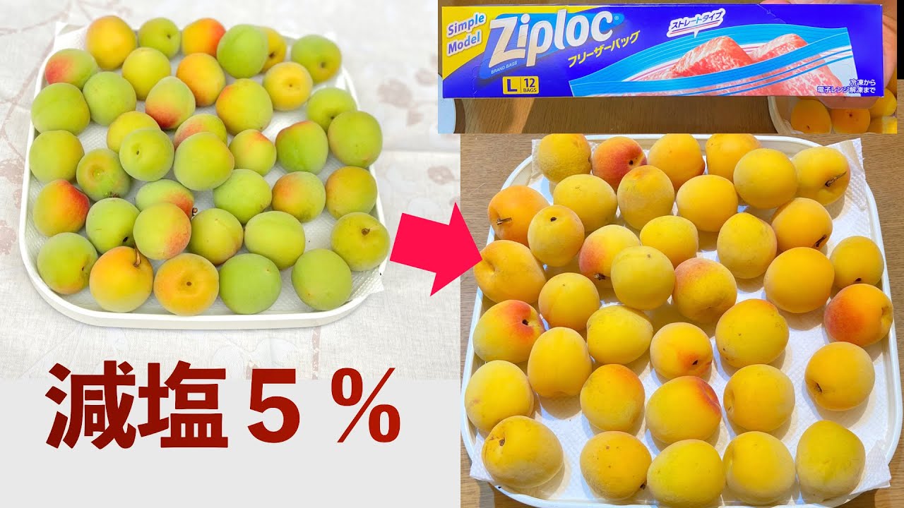 【減塩５％】ジップロックでカビない、らくらく梅干し作り~青梅追熟　仕込み編~