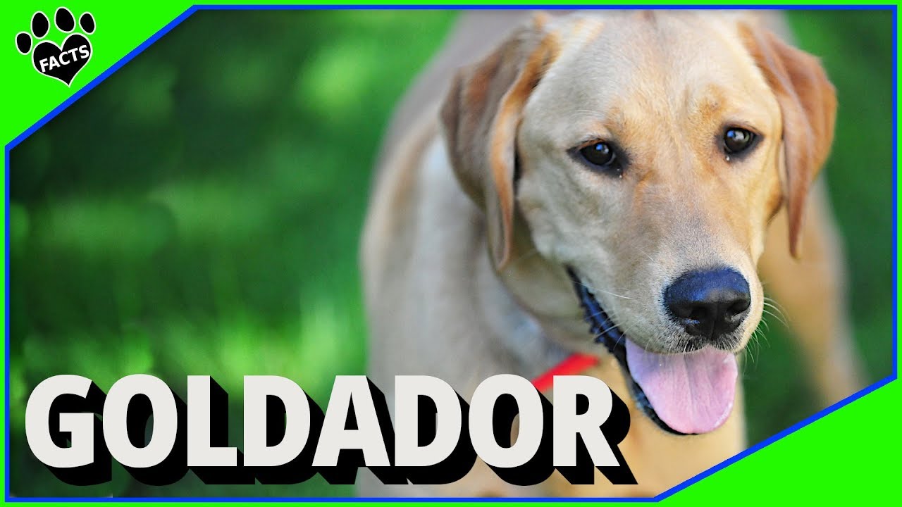 Goldador Dogs 101: Golden Retriever and Labrador Retriever Mix