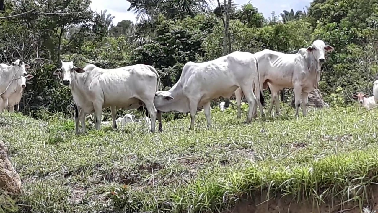 Uma vaca mamando em outra