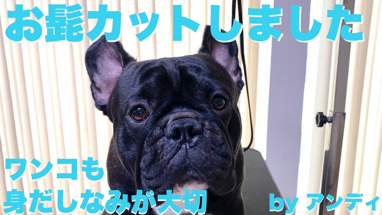 お髭カットしました【フレンチブルドッグ】