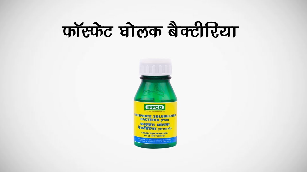 Phosphate Solubilizing Bacteria (PSB) in Hindi