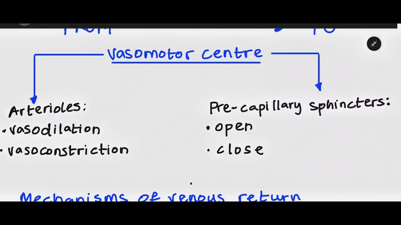 Cardiovascular and Respiratory Systems (OCR A-Level PE) | Super PE Online 