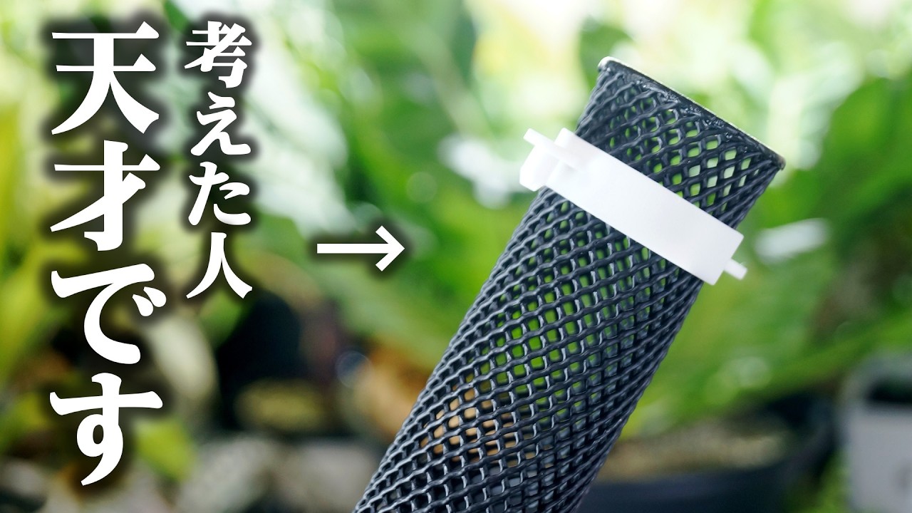 一部の人しか知らない”まさかのアイテム”…！観葉植物の支柱仕立てが超簡単♪【ポトス・モンステラ】