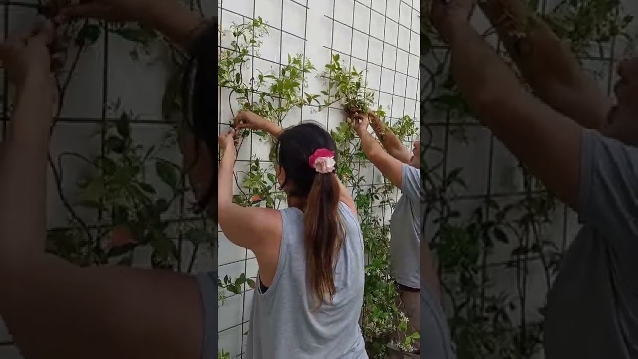 Malla sima: su función para trepadoras