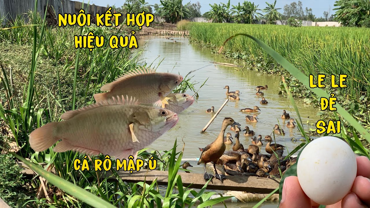 Đi Thăm Tổ Le Le Và Câu Thử Cá Rô Sau 8 Tháng Nuôi/Góc Chăn Nuôi