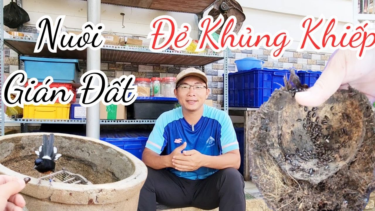 ⭕ Chia sẻ tất cả những gì mình biết về nuôi gián đất sinh sản || Lưu Tam Birds Farm