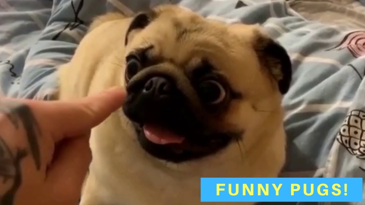 Cute and Funny Pug Videos