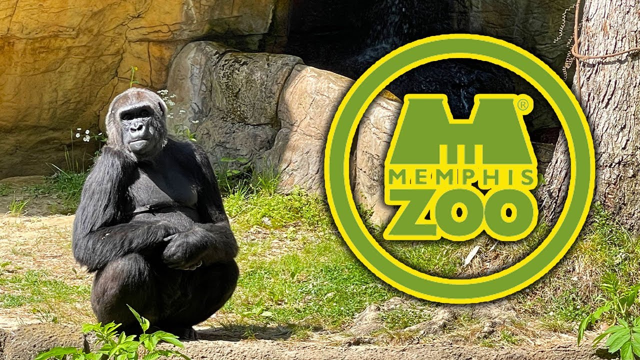 Memphis Zoo FULL Tour | An Epic Look At What Sets This Zoo Apart From Others In The Country