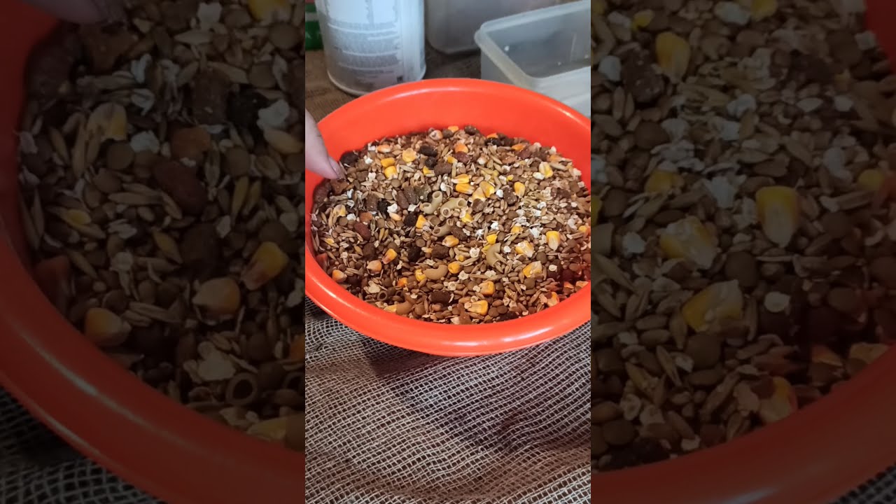 Зерно смесь для крыс🐭🐭🐭 чем я кормлю своих крыс....