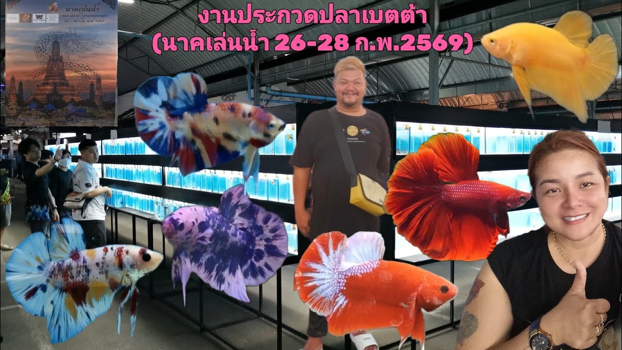 งานประกวดปลา​เบตต้า (นาคเล่นน้ำ เจเจ​มอลล์​ 26 - 28/02/2026)​