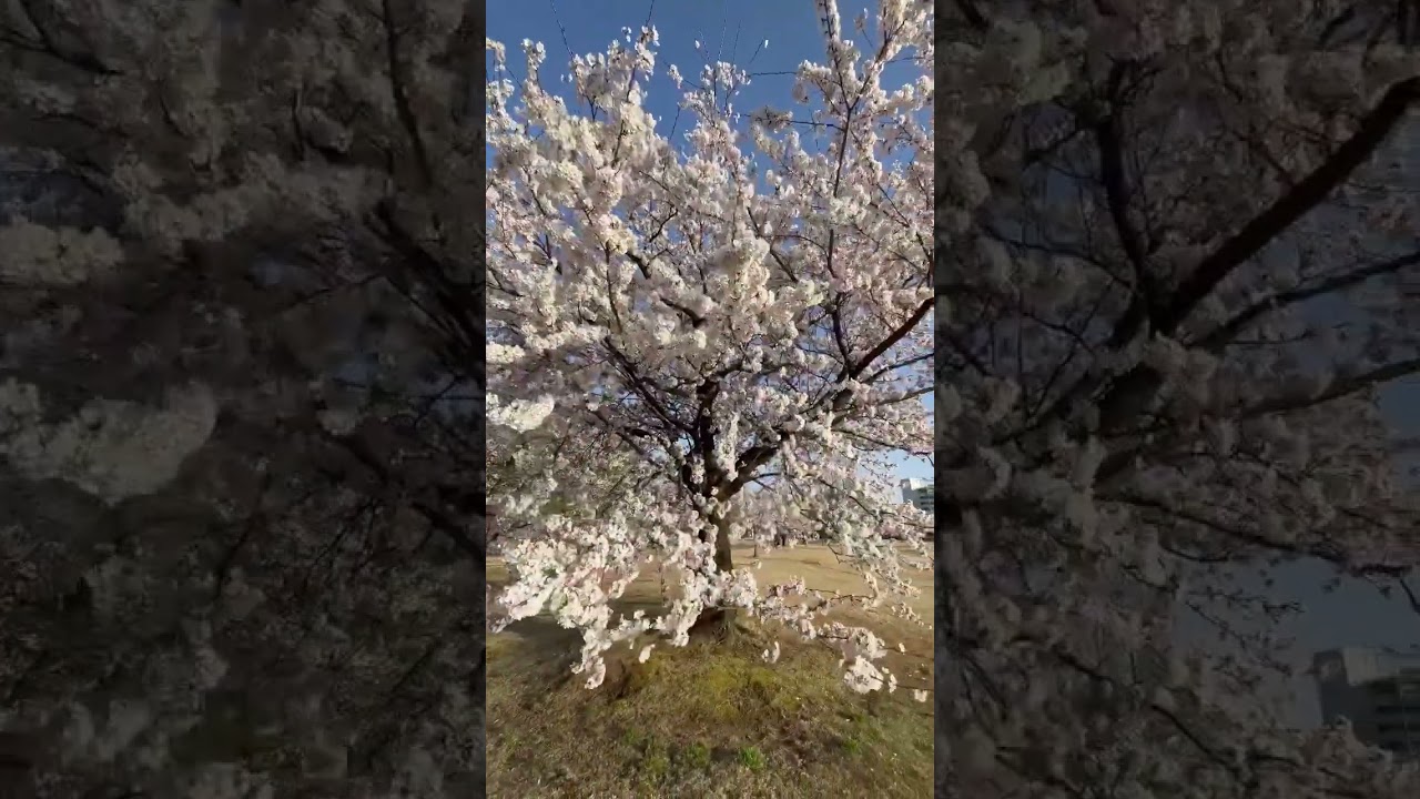 Cherry blossom season in Japan is the most beautiful season🌸💮(桜)