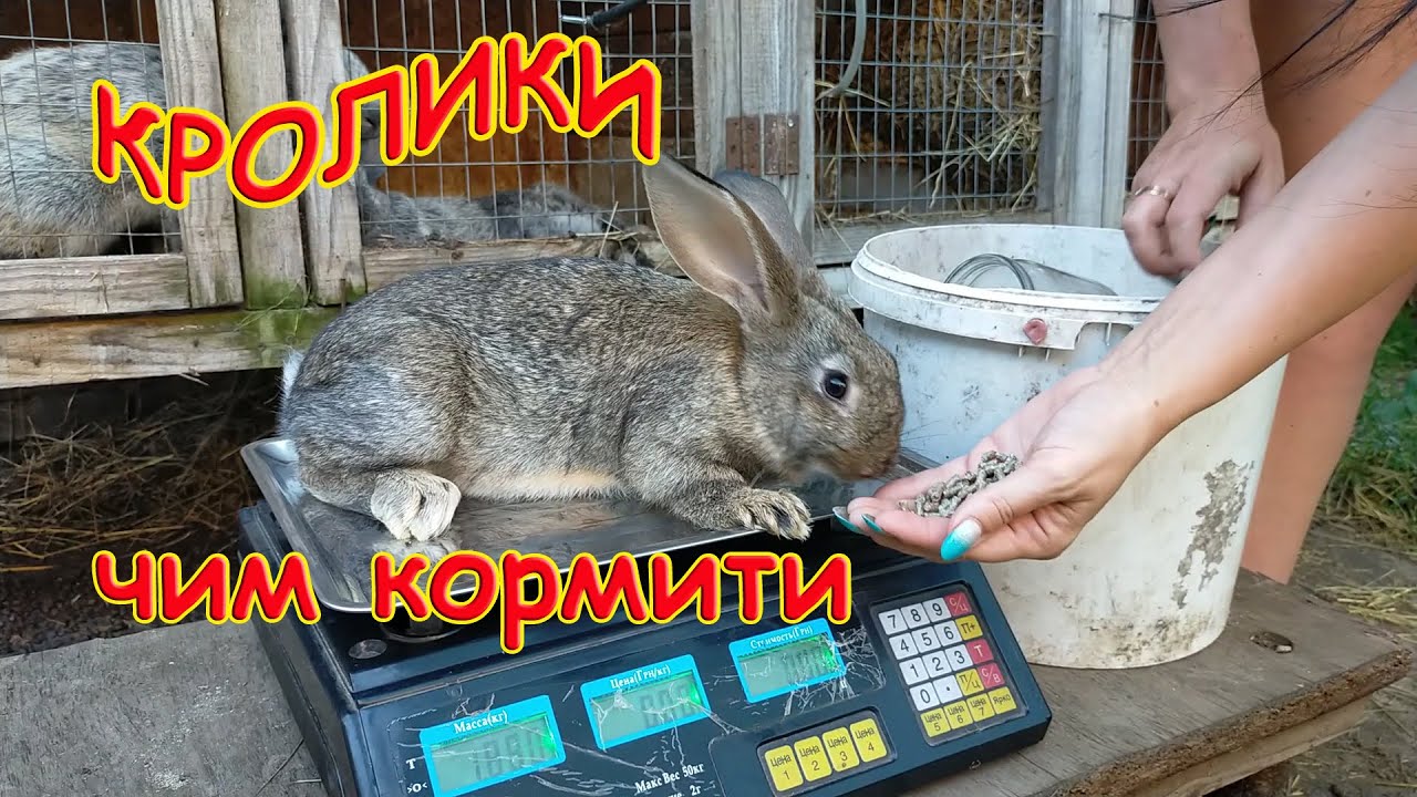 КРОЛИКИ//УТРИМАННЯ, РОЗВЕДЕННЯ ТА ГОДІВЛЯ КРОЛИКІВ