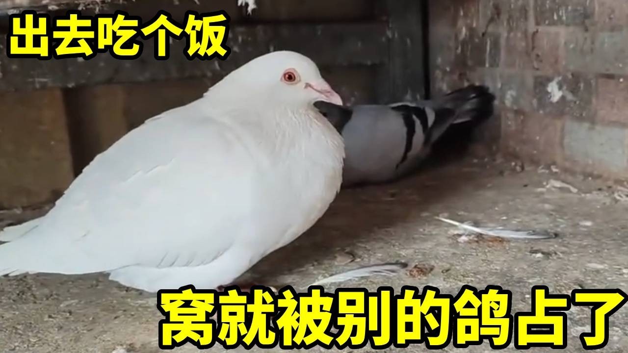 可怜的小白鸽，窝被别的鸽子抢占了躲到鸽笼底下？这怎么行，再给你整个窝，这次可要守好！✦俏鴿✦